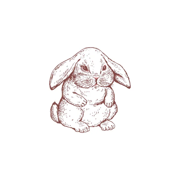 毛茸茸的兔子或野兔坐着手绘凹版矢量草图 在白色背景上孤立 兔子或兔子可爱的字符 用于打印和卡片 — 图库矢量图片