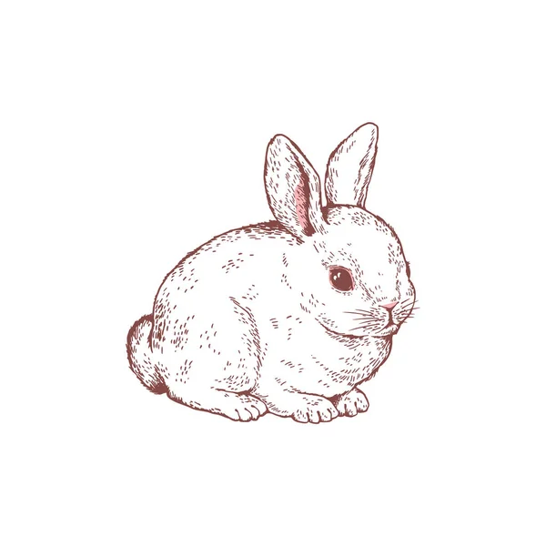 可爱的白兔 手绘草图 在白色背景上孤立的矢量图解 带有雕刻纹理的动物绘图 毛茸茸的复活节兔子 — 图库矢量图片
