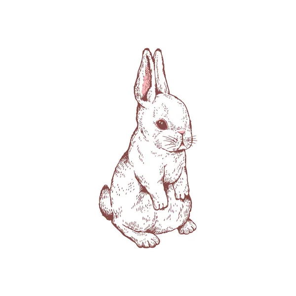 Пухнастий Кролик Або Заєць Тримає Вуха Вгору Сидить Рука Намальована — стоковий вектор