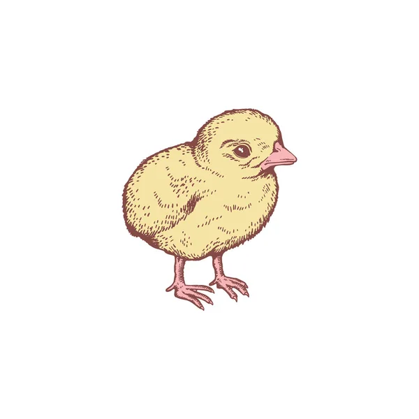 可爱的黄色小鸡素描风格 矢量插图孤立在白色背景 家养小鸟 装饰性设计元素 粉色喙腿 复活节假期 — 图库矢量图片