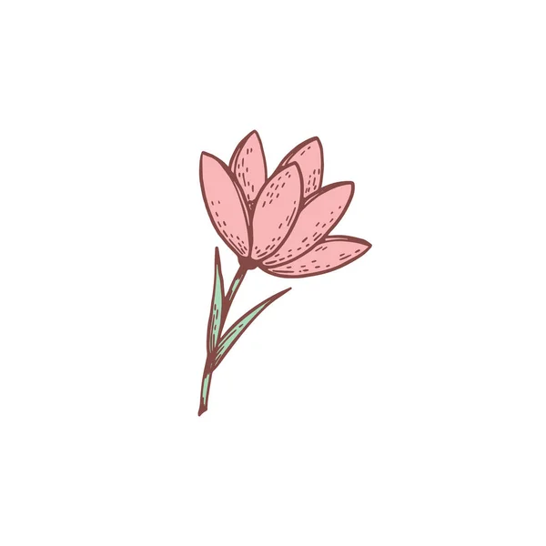 Flower tulip or snowdrop hand drawn sketch vector illustration isolated on white background. Ink drawing of first spring snowdrop flower blooming in pink.