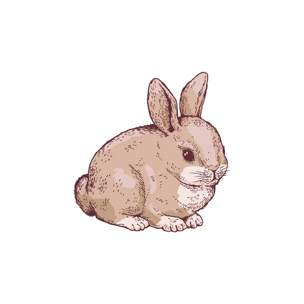 可爱毛茸茸的兔子 手绘草图矢量图形孤立在白色背景上 有趣的兔子画 带有复古的雕刻质感 非常适合孩子们的设计 — 图库矢量图片