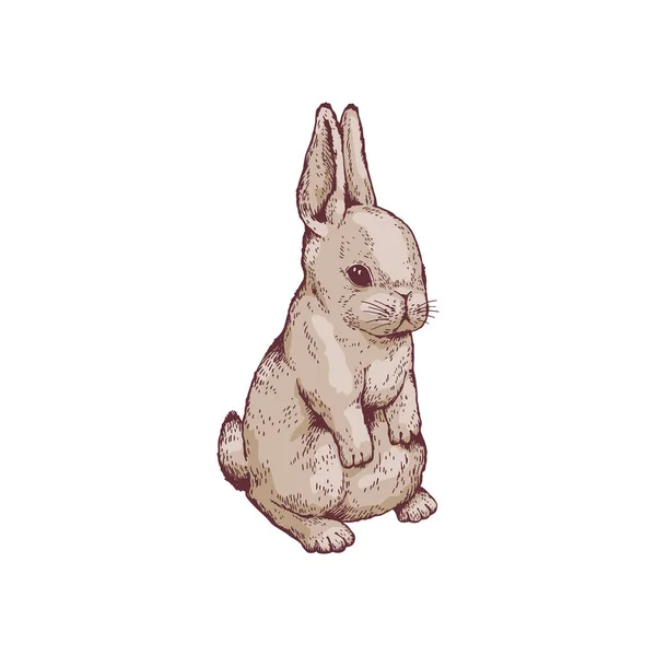 Gris Lindo Conejo Cachorro Sentado Grabado Dibujado Mano Dibujo Ilustración — Vector de stock