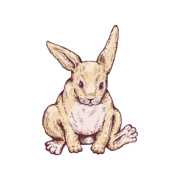 Симпатичный Набросок Сидящего Кролика Векторная Иллюстрация Изолирована Белом Фоне Пасхальный — стоковый вектор