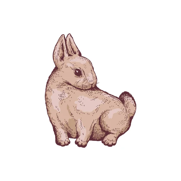 ふわふわのウサギのベクトル図面 白い背景に隔離されたスケッチスタイルのイラスト かわいいウサギやウサギが座っている 自然と野生生物の概念 — ストックベクタ