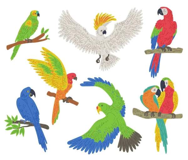 异国色彩斑斓的鹦鹉鸟在白色背景上设置了平面矢量图解 热带鸟类和巴西鹦鹉系列 野生动物和动物贴纸 — 图库矢量图片