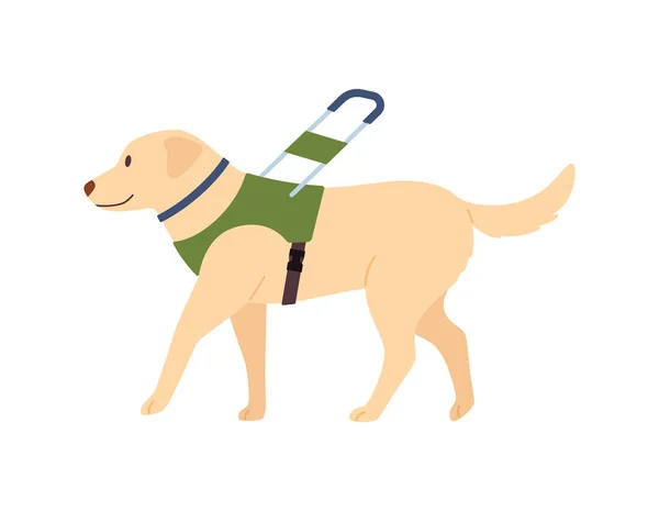 視覚障害者と視覚障害者が移動するのを助けるための特別なリードを持つ盲導犬 白い背景に隔離された平らなベクトルイラスト 盲導犬立見 — ストックベクタ