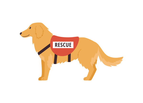 Search and rescue dog, flat vector illustration isolated on white background. Cheerful golden retriever working as service dog in emergency situations.