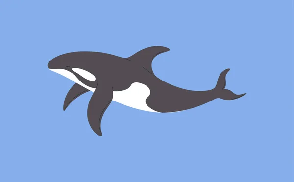 黑白虎鲸北极动物扁平风格 向量图以蓝色背景隔离 大型游泳动物 装饰设计元素 — 图库矢量图片