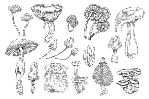 Poisonous Toxic Mushrooms Collection Hand Drawn Engraving Vector Illustration Isolated — Stock Vector