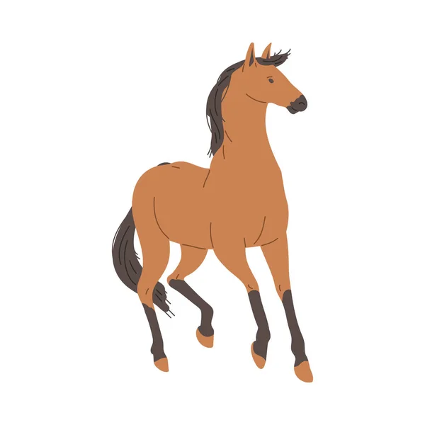 Brown horse animal full length, flat vector illustration isolated on white background. Cowboy or race horse or feral mustang animal character, Arabian equin.