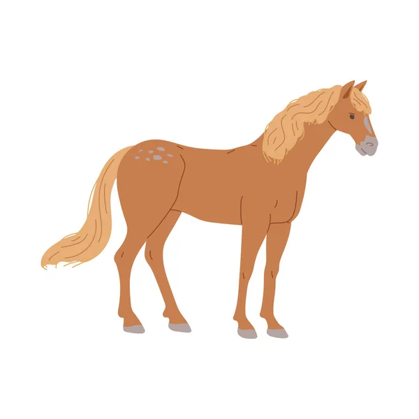 站在棕色的马与黄色的鬃毛和尾巴扁平的风格 矢量图形孤立在白色的背景 灰色斑点和蹄子 装饰设计元素 优雅的动物 — 图库矢量图片