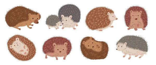Cute Hedgehog Set Cartoon Flat Vector Illustration Isolated White Background — Stock Vector