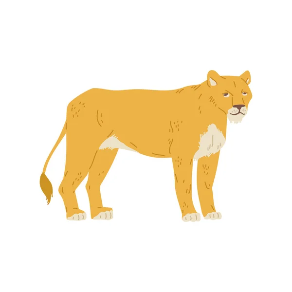 Female Lion Animal Lioness Standing Side Viewer Flat Vector Illustration — Stock Vector
