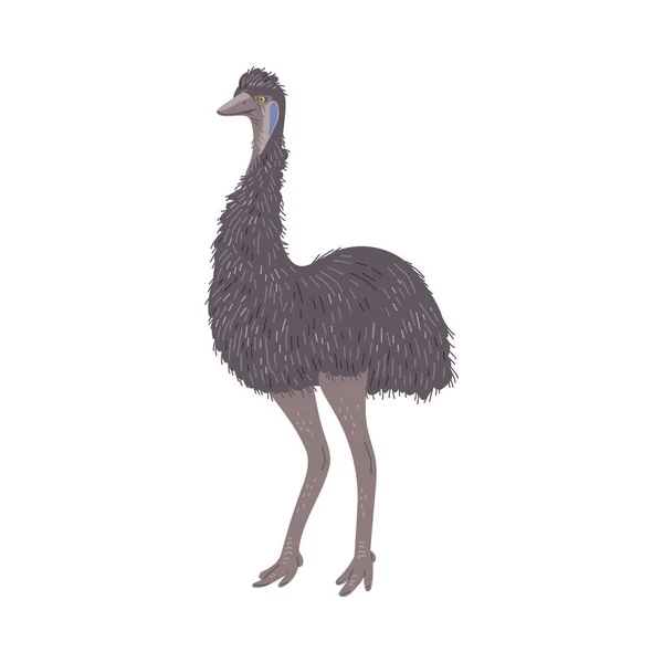Australian Emu Ostrich Hand Drawn Flat Vector Illustration Isolated White — Stock Vector