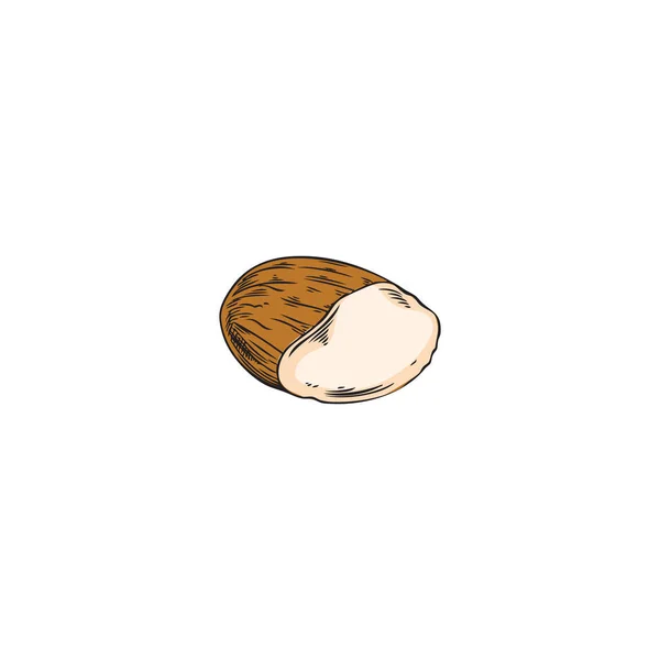 Setengah Dari Kacang Almond Gambaran Gambar Tangan Vektor Ilustrasi Terisolasi - Stok Vektor