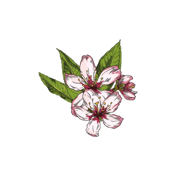 Esquisse Fleur Amande Dessinée Main Illustration Vectorielle Isolée Sur Fond — Image vectorielle