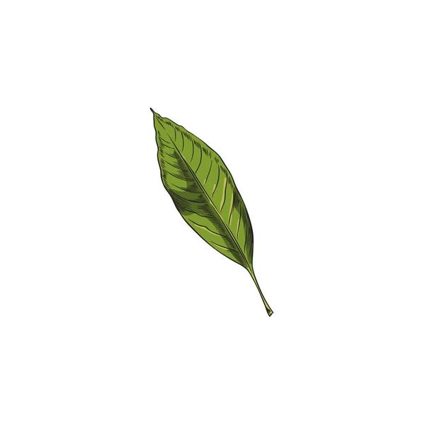 Χειροποίητο Πράσινο Φύλλο Αμυγδάλου Στυλ Σκίτσο Διανυσματική Απεικόνιση Που Απομονώνεται — Διανυσματικό Αρχείο