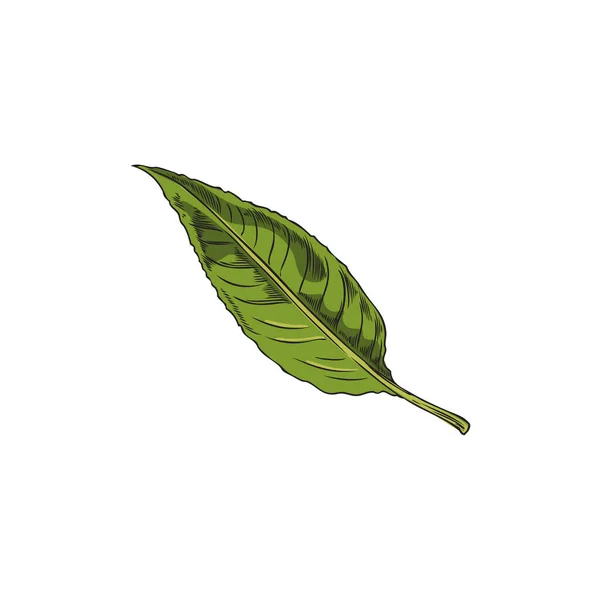 アーモンドの植物の緑の葉 白の背景に隔離された色のスケッチベクトルイラスト 質感を彫刻と手描きの自然要素 植物スケッチ — ストックベクタ