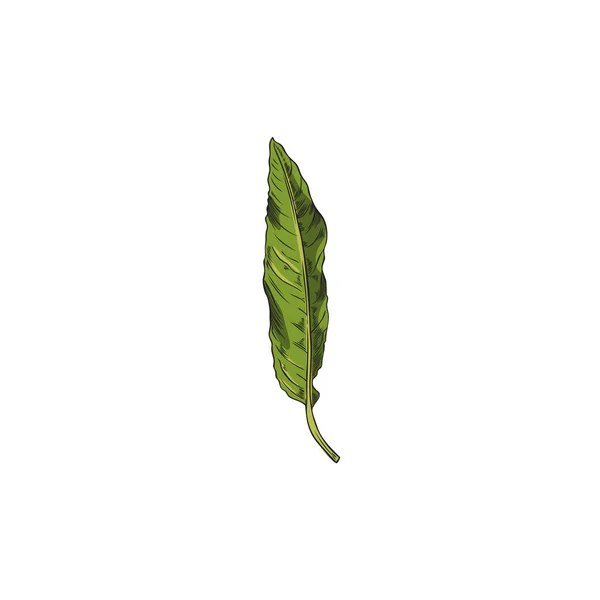 手描きの緑アーモンドの葉のスケッチスタイル 白い背景に隔離されたベクトルイラスト 装飾的なデザイン要素 天然有機植物 新鮮でカラフルな — ストックベクタ