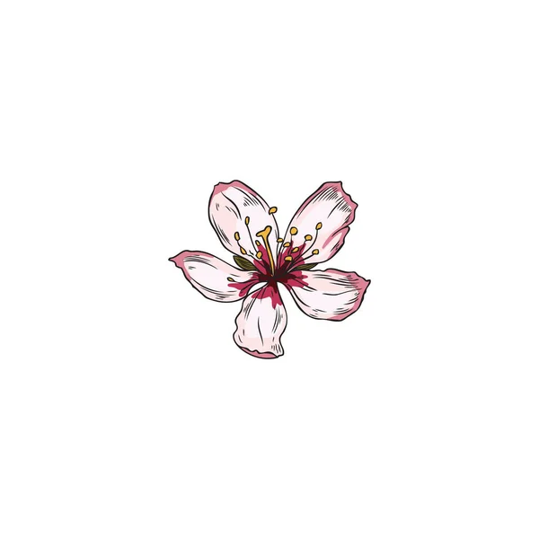 Güzel Badem Çiçeği Beyaz Arkaplanda Izole Edilmiş Renkli Çizim Vektör — Stok Vektör