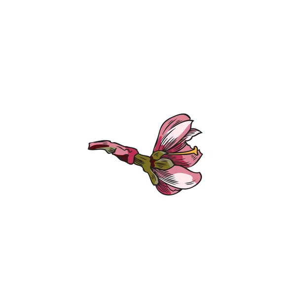 手描きピンクアーモンドの花 白の背景に隔離された色のスケッチベクトルイラスト 彫刻の質感とレトロなスタイルで桜の花の図面を開花 — ストックベクタ
