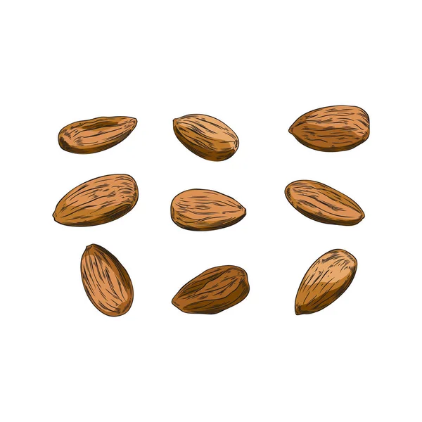 一组手绘褐色杏仁素描风格 向量图以白色背景隔离 有机食品 装饰设计元素 — 图库矢量图片