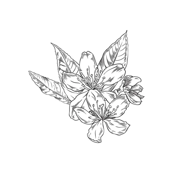 Kézzel Rajzolt Monokróm Mandula Virág Levelek Vázlat Stílus Vektor Illusztráció — Stock Vector