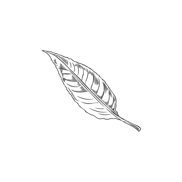 손으로 나뭇잎 스케치 삽화는 배경에 분리되어 있습니다 아몬드 식물학적 요소와 — 스톡 벡터