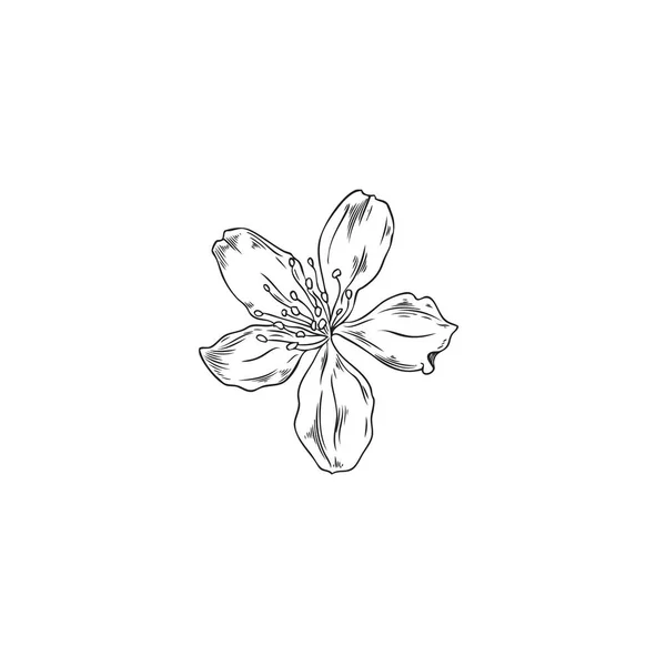 Ręcznie Rysowany Kwiat Drzewa Migdałowego Monochromatyczny Szkic Wektor Ilustracji Izolowane — Wektor stockowy