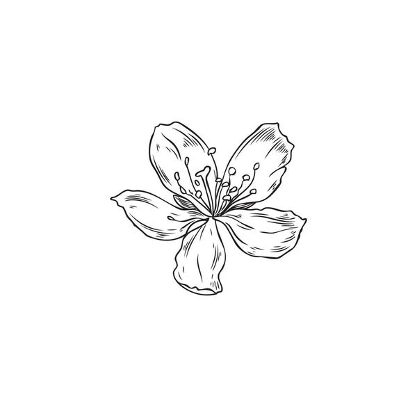Ручной Рисованный Монохромный Набросок Цветка Миндаля Векторная Иллюстрация Изолирована Белом — стоковый вектор