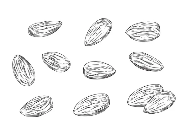 様々なアーモンドナッツのセット 白の背景に隔離されたモノクロームのスケッチベクトルイラスト 手描きの有機アーモンド 彫刻の質感とレトロなドローイング — ストックベクタ