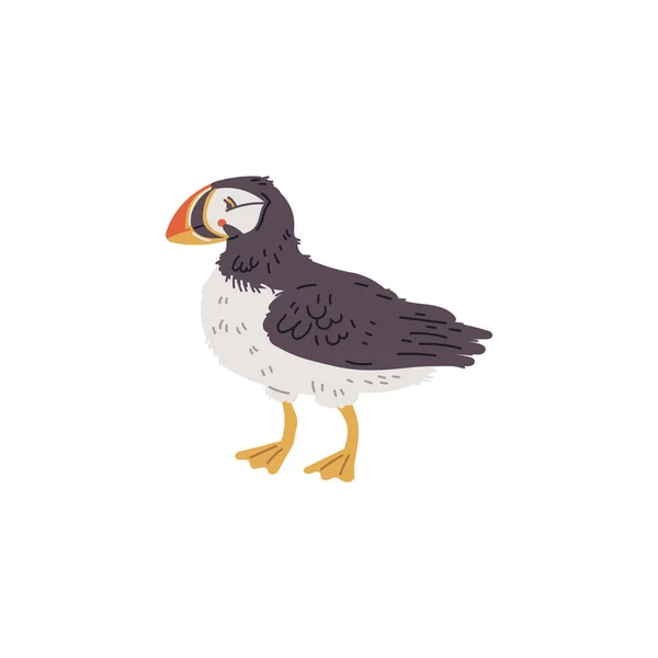 Ilustração Vetorial Puffin Pássaro Único Com Bico Brilhante Conceito Aves —  Vetores de Stock