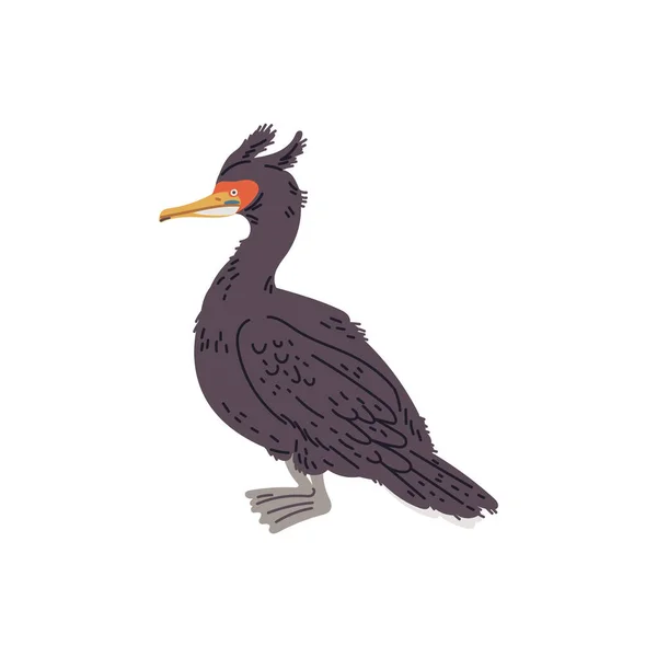 Ilustração Vetorial Corvo Marinho Pássaro Único Com Tufo Conceito Aves —  Vetores de Stock