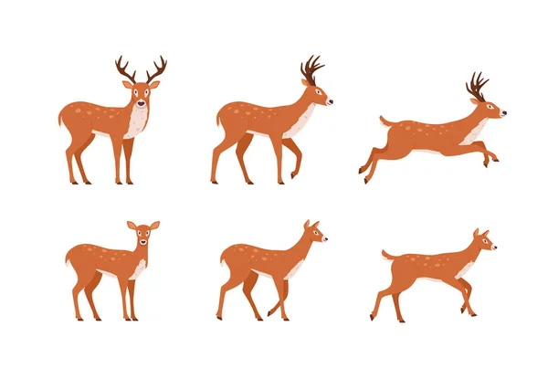 一组不同姿态的北方鹿群 有长角 扁平的矢量在白色背景上孤立 男性和女性角色的设定 — 图库矢量图片