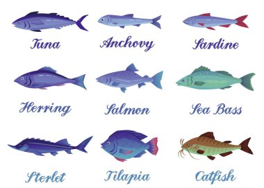 İsimli farklı deniz balıkları kümesi, beyaz arka planda izole edilmiş düz vektör çizimi. Balıkçılık ve deniz ürünleri kavramları. Ton balığı, somon, sardalya, ançüez, ringa balığı ve yayın balığı çizimi..