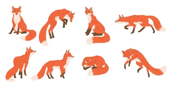 Set Cute Funny Foxes Different Poses Flat Style Vector Illustration — Stock Vector