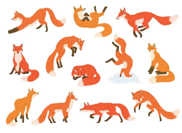 異なるポーズフラットスタイルの赤とオレンジのキツネのセット 白い背景に隔離されたベクトルイラスト 森の動物を数える デザイン要素のコレクション 面白い文字 — ストックベクタ