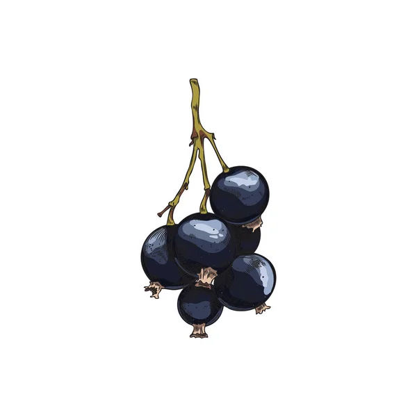 Ein Bund Schwarzer Johannisbeeren Handgezeichnete Farbige Skizze Realistische Blackberry Landwirtschaft — Stockvektor