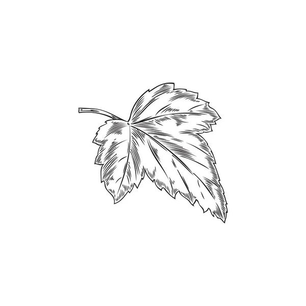 单色叶子 在白色背景上孤立的手绘草图向量图 具有雕刻纹理的植物元素的复古绘图 自然概念 — 图库矢量图片