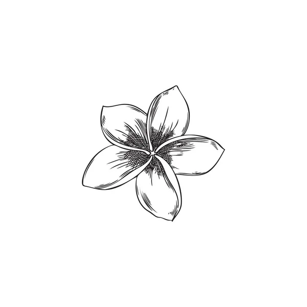 Çizimi Monokrom Hindistan Cevizi Çiçeği Çizimi Vektör Çizimi Beyaz Arkaplanda — Stok Vektör