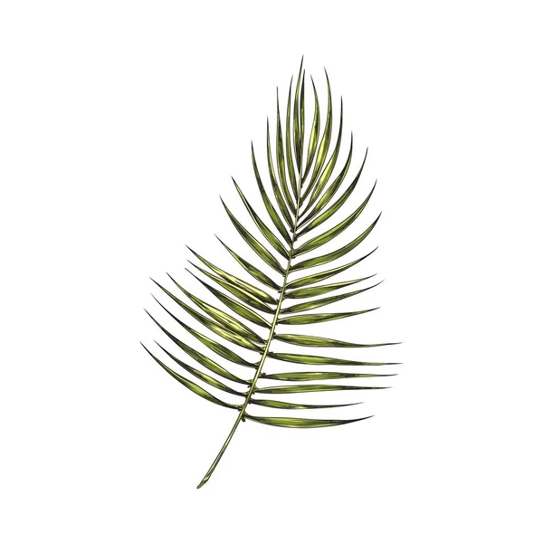 Desenhado Mão Estilo Esboço Folha Palma Verde Ilustração Vetorial Isolado — Vetor de Stock