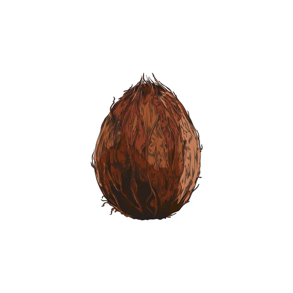 Kolorowy Szkic Całego Kokosa Egzotyczne Owoce Ręcznie Rysowane Vintage Stylu — Wektor stockowy