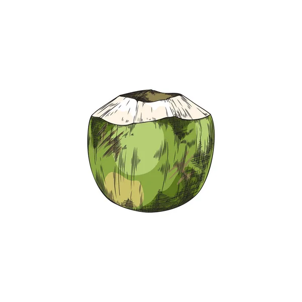 Ручной Рисунок Зеленого Кокосового Наброска Векторная Иллюстрация Изолирована Белом Фоне — стоковый вектор