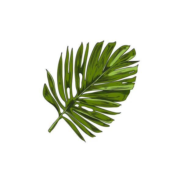 Handritade Gröna Tropiska Blad Skiss Stil Vektor Illustration Isolerad Vit — Stock vektor