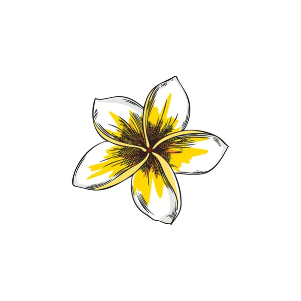 Кокосовая Пальма Цветущий Цветок Одна Иконка Ручной Работы Набросок Векторной — стоковый вектор