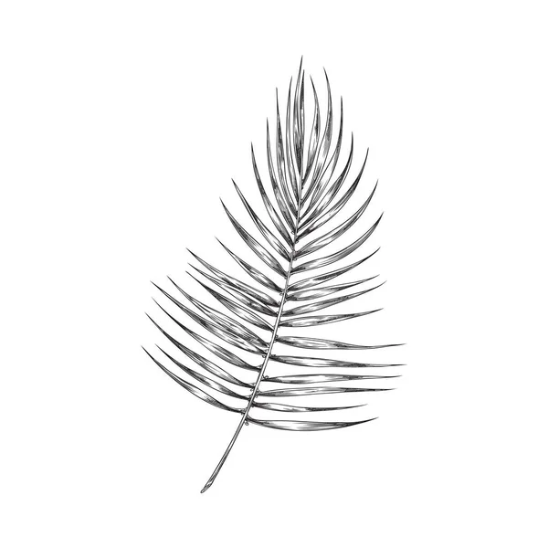 Palmier Feuille Tropicale Élément Design Floral Exotique Illustration Vectorielle Dessinée — Image vectorielle