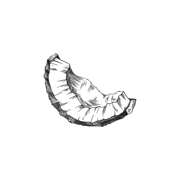 Desenhado Mão Monocromático Estilo Esboço Fatia Coco Ilustração Vetorial Isolado —  Vetores de Stock