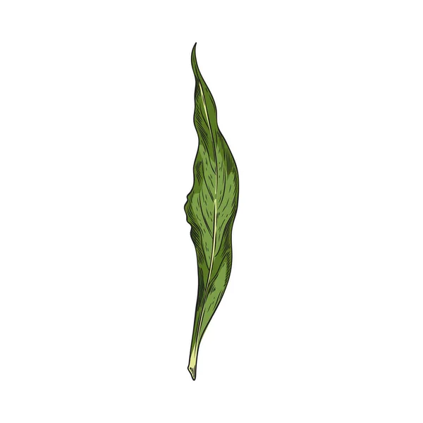 手绘月桂叶 绿茶叶子 在白色背景上孤立的月桂叶的全色矢量写生示意图 天然香料的概念 — 图库矢量图片