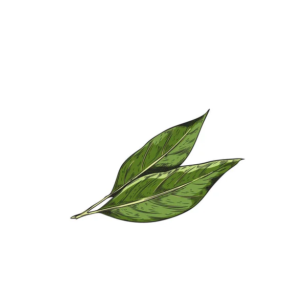手描きの支店ベイリーフ 緑茶の葉 白を基調としたベイリーフのカラーフルベクトルリアルなスケッチイラスト ハーブ スパイス 自然の味の概念 — ストックベクタ